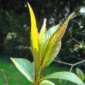Salix magnifica jeune feuille